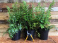 Hardy Fern Cyrtomium Fortunei Plant Large 30-40cm Supplied in a 2/3 Litre Pot