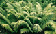 Hardy Fern Dryopteris Cycadina Plant Large 20-30cm Supplied in a 2/3 Litre Pot