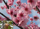 Patio Dwarf Almond Dulcis Fruit Tree 3-4ft Supplied in a 5 Litre Pot