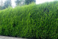 Green Leylandii Cupressocyparis Leylandii Hedging Trees 3-4ft, Pack of 5 Supplied in 2/3 Litre Pots