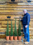 2x Matching Pair Italian Cypress Trees Cupressus Sempervirens 4ft Tall Large Supplied in 10 Litre Pots