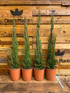 2x Matching Pair Italian Cypress Trees Cupressus Sempervirens 4ft Tall Large Supplied in 10 Litre Pots
