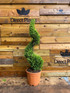 Spiral Cupressocyparis Castlewellan Gold Large 100cm Tall in a 12 Litre Pot