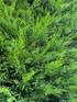 Green Leylandii Cupressocyparis Leylandii Hedging Trees Pack of 10 4-5ft Tall Supplied in 2/3 Litre Pots