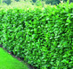 Prunus Cherry Laurel Hedging Plants 2.5ft Large Pack of 10 Supplied in 3 Litre Pots