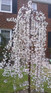 Prunus Snow Showers Weeping Japanese Flowering Cherry Tree 4-5ft Tall Supplied in a 7.5 Litre Pot