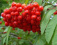 Sorbus Aucuparia Mountain Ash Tree 3-4ft Supplied in a 3 Litre