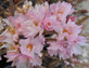 Dwarf Patio Autumnalis Rosea Flowering Cherry Tree 3-4ft Supplied in a 7 Litre Pot