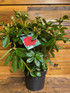 Rhododendron Red Jack Evergreen Shrub Plant Extra Large in a 10 Litre Pot