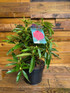 Rhododendron Wilgens Ruby Evergreen Shrub Plant Extra Large in a 10 Litre Pot