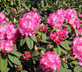 Rhododendron Germania Pink Evergreen Shrub Plant Extra Large in a 10 Litre Pot