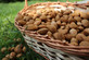 Sweet Eating Almond Dulcis Fruit Nut Tree 5-6ft Supplied in a 7.5 Litre Pot