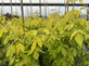 Acer Kellys Gold Maple Tree Large 6ft Tall in a 7.5 Litre Pot