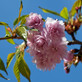 Prunus Kanzan Japanese Flowering Cherry Tree 5-6ft Tall Supplied in a 7.5 Litre Pot
