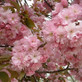 Prunus Kanzan Japanese Flowering Cherry Tree 5-6ft Tall Supplied in a 7.5 Litre Pot