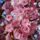 Prunus Kanzan Japanese Flowering Cherry Tree 5-6ft Tall Supplied in a 7.5 Litre Pot