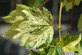 Acer Leopoldii Variegated Sycamore Tree 6-7ft Tall Half Standard Specimen Supplied in a 10 Litre Pot