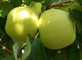Malus Golden Delicious Apple Fruit Tree 100-120cm Supplied in a 5 Litre Pot mm106 Rootstock