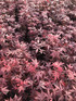 Acer Palmatum Atropurpureum Purple Japanese Maple Plant Large 60-70cm Supplied in a 5 Litre Pot