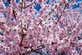 Prunus Beni Yutaku Japanese Flowering Cherry Tree 5-6ft Tall Supplied in a 7.5 Litre Pot