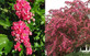 Crataegus Paul's Scarlet Tree 5-6ft Supplied in a 7.5 Litre Pot