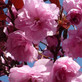 Prunus Royal Burgundy Japanese Flowering Cherry Tree 5-6ft in a 7.5 Litre Pot