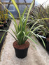 Phormium Yellow Wave Striped Evergreen Specimen Shrub 40-50cm Plant in a 5 Litre Pot