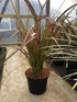 Phormium Jester New Zealand Flax Evergreen Specimen Shrub Plant Large 60-70cm Tall Supplied in a 7.5 Litre Pot