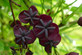 Akeba Quinata The Chocolate Vine Climbing Plant 3-4ft Supplied in a 3 Litre Pot