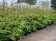 Green Leylandii Cupressocyparis Leylandii Instant Hedging Trees 6-7ft Pallet of 10 Supplied in 10 Litre Pots