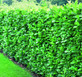 Prunus Cherry Laurel Hedging Plants 3-4ft Large Pack of 10 Supplied in 3 Litre Pots