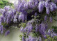 Wisteria Sinensis Blue Climbing Plant Grafted 5-6ft Tall Extra Large Supplied in a 5 Litre Pot