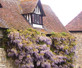 Wisteria Sinensis Blue Climbing Plant Grafted 5-6ft Tall Extra Large Supplied in a 5 Litre Pot