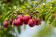 Prunus Opal Plum Fruit Tree 6ft in a 7.5 Litre Pot Self Fertile
