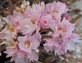 Prunus Autumnalis Rosea Winter Flowering Cherry 5-6ft XL Pink Blossom Tree 7.5L Pot By Direct Plants