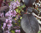 Prunus Padus Colorata Purple Leaf Flowering Cherry Tree 6ft Supplied in a 7.5 Litre Pot
