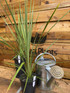 2x Cordyline Australis Palm Plants 60cm Supplied in 2 Litre Pots