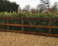 Cherry Laurel Hedging Plants Large 3-4ft Pack of 10 Supplied in 2 Litre Pots