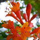 Lonicera Dropmore Scarlet Honeysuckle Extra Large Climbing Plant 6-7ft in a 10 Litre Pot