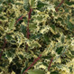 Ilex Aquifolium Ferox Argentea Hedgehog Holly Plant 2-3ft Supplied in a 3 Litre Pot