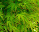 Acer Palmatum Going Green Japanese Maple Plant Extra Large 4ft+ Supplied in a 5 Litre Pot