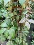 Parthenocissus Henryana Chinese Virginia Creeper Extra Large 3-4ft Supplied in a 3 Litre Pot