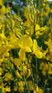 Cytisus All Gold Yellow Broom Shrub Plant 2-3ft Supplied in a 3 Litre Pot