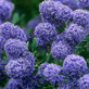 Ceanothus Puget Blue Californian Lilac Shrub Large 4ft in a 7.5 Litre Pot