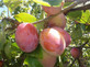 Victoria Plum Fruit Tree 5-6ft Tall Self Fertile & Ready to Fruit in a 5 Litre Pot