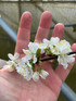 Victoria Plum Fruit Tree 5-6ft Tall Self Fertile & Ready to Fruit in a 5 Litre Pot