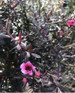 Leptospermum Red Damask Evergreen Shrub 3-4ft Large Supplied in a 3 Litre Pot