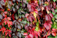 Virginia Creeper Parthenocissus Quinquefolia Climbing Plant 3-4ft Supplied in a 3 Litre Pot