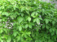 Virginia Creeper Parthenocissus Quinquefolia Climbing Plant 3-4ft Supplied in a 3 Litre Pot