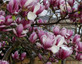 Magnolia Soulangeana Rustica Rubra Plant Shrub Tree 4-5ft Supplied in a 3 Litre Pot